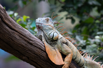 Close up Green Iguana on the Tree