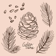 Vector drawing of cedar cones and cedar branches