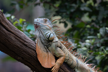 Close up Green Iguana on the Tree