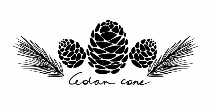 Vector drawing of cedar cones