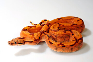 Abgottschlange // Red-tailed boa (Boa constrictor)