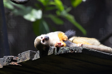 Close up Common Squirrel Monkey, Saimiri Sciureus