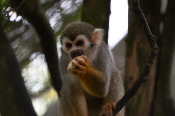 Naklejka na ściany i meble Close up Common Squirrel Monkey, Saimiri Sciureus