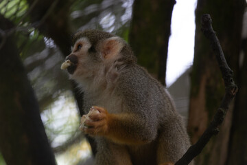 Close up Common Squirrel Monkey, Saimiri Sciureus