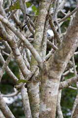Texture of Tree barks , Curve of Tree Twigs , Beauty of Nature