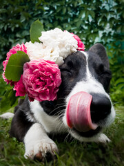 Beautiful corgi puppy in flowers, in summer