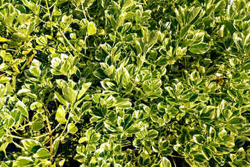 Background image. Japonicus Euonymus shrub, a variegated plant, broadleaf evergreen, rapid growing. Glossy green leaves with cream to yellow margins. - 464731962