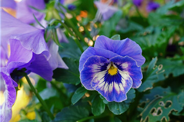 Beautiful purple blue pansy, a garden flower that is a hybrid from several species in the section Melanium of the genus Viola,. Can be used as a background. - 464731963