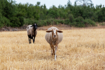 A sheep roaming the pasture