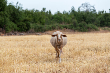 A sheep roaming the pasture