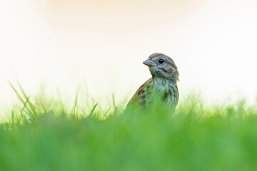 A juvenile song sparrow (Melospiza melodia) foraging on the ground.