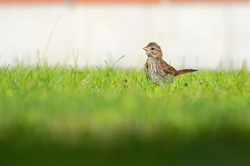 A juvenile song sparrow (Melospiza melodia) foraging on the ground.