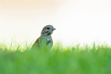 A juvenile song sparrow (Melospiza melodia) foraging on the ground.