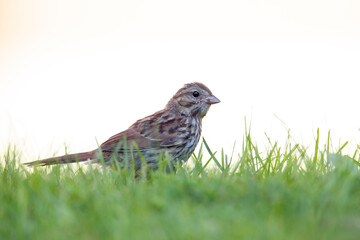 A juvenile song sparrow (Melospiza melodia) foraging on the ground.