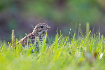 A juvenile song sparrow (Melospiza melodia) foraging on the ground.