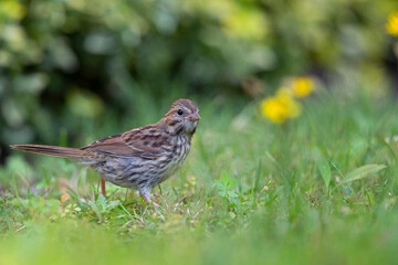 A juvenile song sparrow (Melospiza melodia) foraging on the ground.