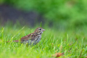 A juvenile song sparrow (Melospiza melodia) foraging on the ground.
