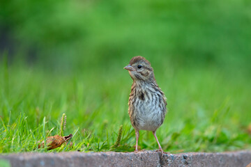 A juvenile song sparrow (Melospiza melodia) foraging on the ground.