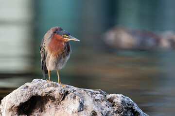 Green heron on the hunt. Filmed on the Yucatan Peninsula