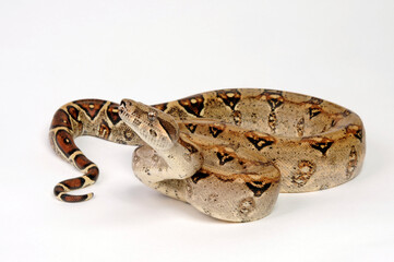 Red-tailed boa // Abgottschlange (Boa constrictor)