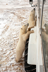 Polar bears looking for food