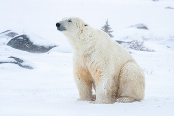 Obraz na płótnie Canvas Polar bear sitting on snow in Canada