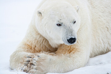 Fototapeta na wymiar Polar bear lying on snow in Canada