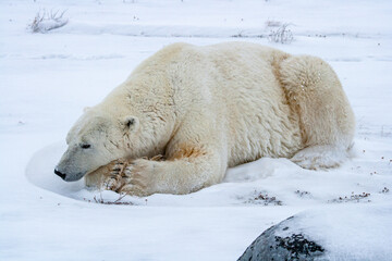 Obraz na płótnie Canvas Polar bear lying on snow in Canada