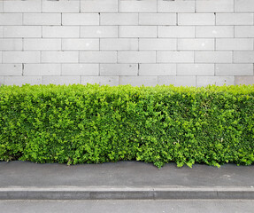 Naklejka premium Fragment of urban white block wall, sidewalk and hedge, pattern or source, wallpaper