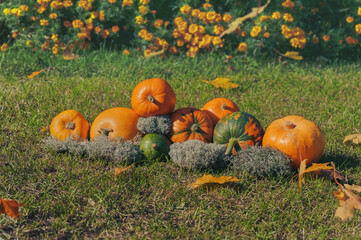 orange pumpkins on the grass in autumn leaves. pumpkin patch.