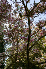 spring beautiful blooming pink magnolia magnolia in a large park against a background of green bushes