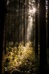 słońce w lesie