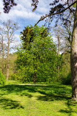 a large, magnificent, lush tree growing in spring in a Polish park full of greenery