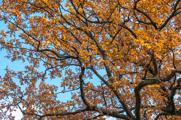 Trees in the autumn park. Yellow, red, green leaves. Autumn. Day. Sunny. Russia.