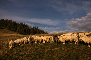 owce  © kolorowekadry