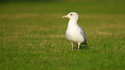 seagull on the grass