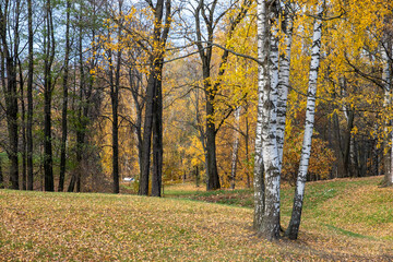 Obraz premium Trees in the autumn park. Yellow, red, green leaves. Autumn. Day. Sunny. Russia.