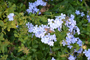 Hawk Moth in October in Turkey 2021