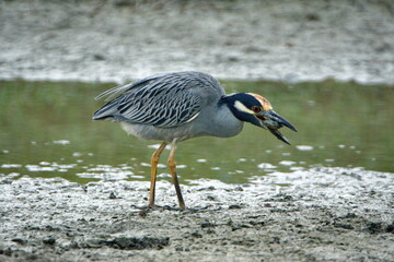 Yellow-crowned night heron (Nyctanassa violacea) eating a crab on the mud flat by a shallow pond in Ayampe, Ecuador