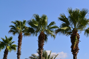 Obraz na płótnie Canvas Palm trees on the beach against the blue sky