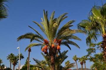 Obraz na płótnie Canvas Palm trees on the beach against the blue sky