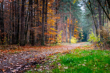 Fototapeta premium Jesień, złota aura, Autumn