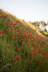 Obraz premium field of red poppies
