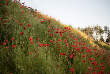 field of poppies