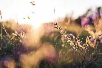 Foto auf Acrylglas Wiese, Sumpf aesthetic sunset sunlight backlit flowers meadow poster wallpaper 