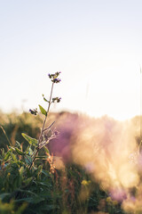 aesthetic sunset sunlight backlit flowers meadow poster wallpaper 