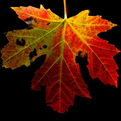 autumn colorfull leaf close up photo on a black background