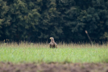 White-tailed eagle, Haliaeetus albicilla, sitting in the meadow looking for food, a beautiful, large and majestic bird of prey