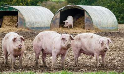 three inquisitive dutch landrace sow pigs staring out from the free range pen, Wiltshire UK 