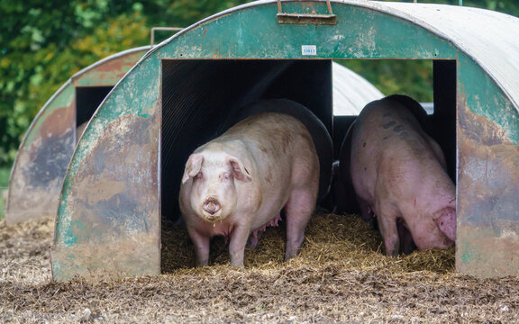 a pair of dutch landrace sow pigs in their metal hut on the free range pen, Wiltshire UK 